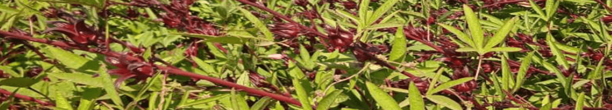 Egyptian Herbs Growers, Development Society at Fayoum